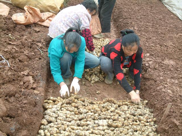 锅炉供热生产姜芽，高投入，高产出，你想试一下吗？