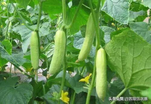 7月份可以育植第二茬黄瓜吗？看看农村菜农是怎样说的