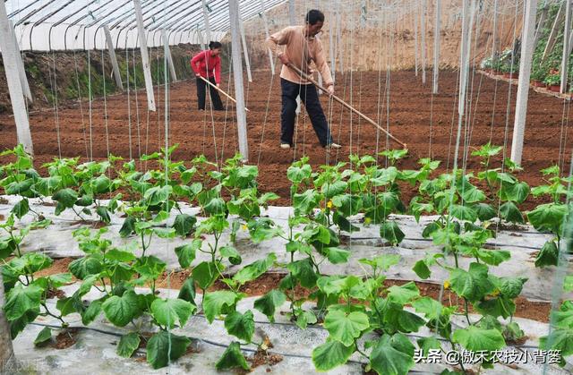 春季种植的各类瓜果蔬菜，农民在田间管理时应当注意这8点