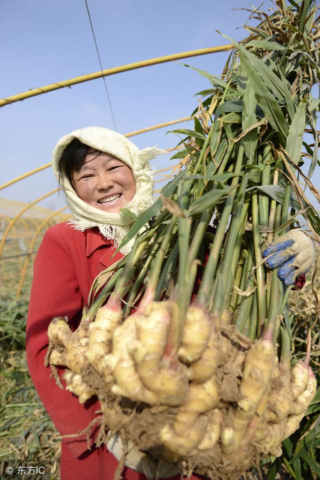 大姜产量高不高、品质好不好，就看种植管理这几招！