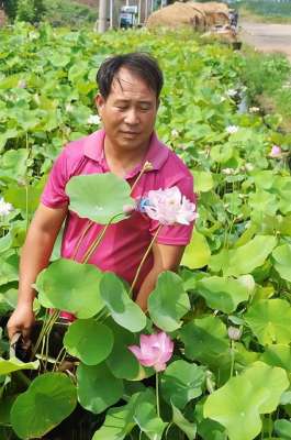 山东种植什么能赚钱-山东男子，靠种植莲藕致富，一年卖出800万