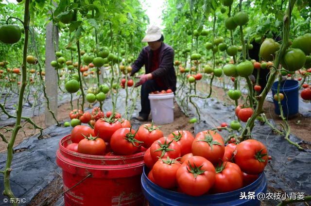 西红柿种植用好这5种小方法，同样的地块能够多收好几成！