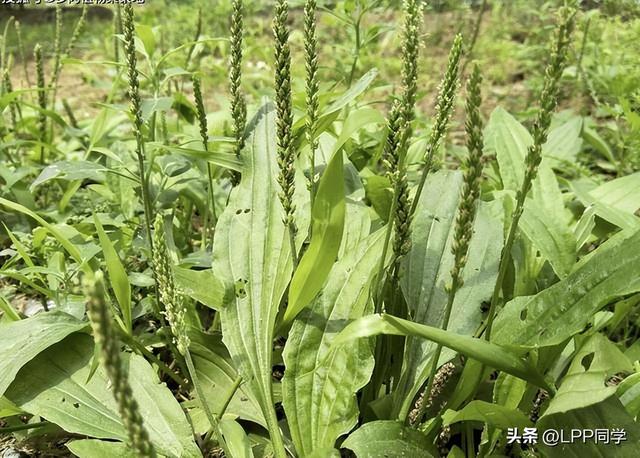 1种有名的强肾草，躲在菜地里生长，许多老人常挖它，用处多