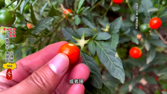 #云南植物志·珊瑚豆。它本种为珊瑚樱，和变种珊瑚豆