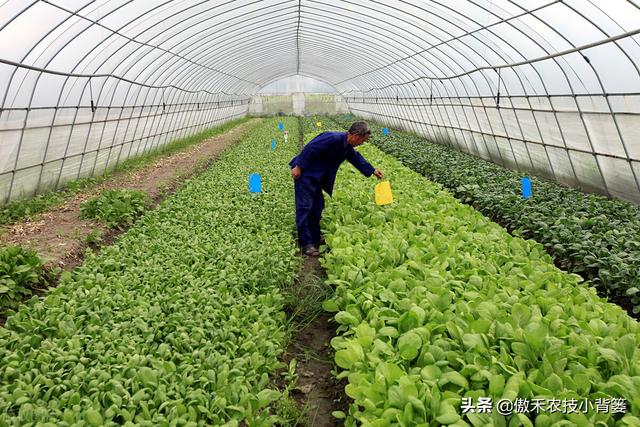 春季种植的各类瓜果蔬菜，农民在田间管理时应当注意这8点