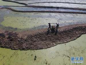 湘西种植什么好-湖南湘西：种植莲藕忙