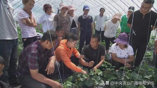 【田间示范秀】吊种甜瓜有新招