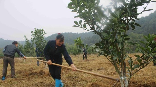 种植柚子，怎么才能酸甜多汁，果农教你如何进行施肥、浇水