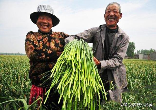 如何种出高产优质的大蒜？从播种到越冬前重点注意这几点