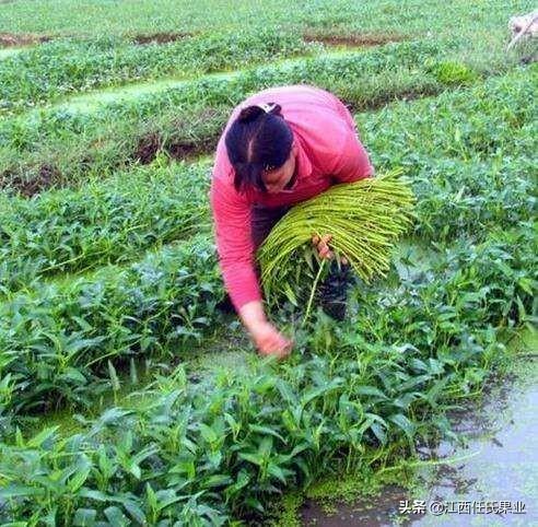 黎川水蕹菜种植技术与详解