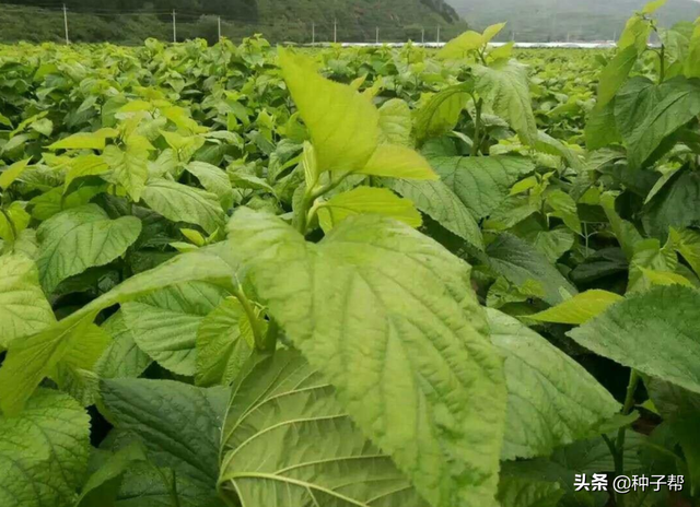 能收获30年的牧草，蛋白桑营养好，小苗栽植简单，冬春季都可种植