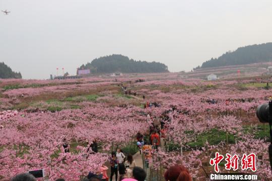 十万亩桃花枝头上的四川西充：让乡村田园成“农业公园”