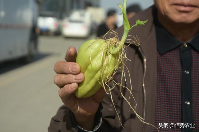 北方农民发展潜力蔬菜，亩产15000斤，地头价每斤一元，靠谱吗？