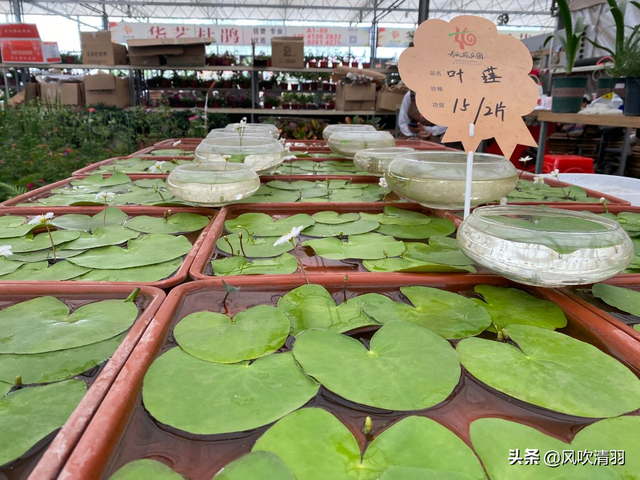 成都一座2000亩的大型花市，品种繁多价格便宜，不买闲逛也值得