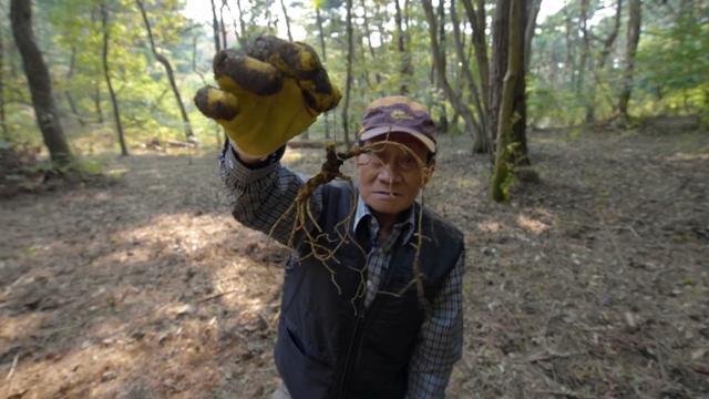 一根野生人参价值12万元，人参年份真假怎么辨别，人参产业链揭秘