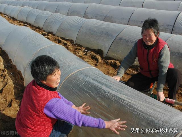 春季种植的各类瓜果蔬菜，农民在田间管理时应当注意这8点