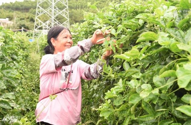 “菜篮子”瓜果飘香、“怀集风味”名扬四海……肇庆这里走出产业致富丰收路