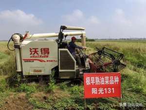 油菜种植机-极早熟双低油菜品种阳光131抗病抗倒强，耐寒性好，适宜机械种植