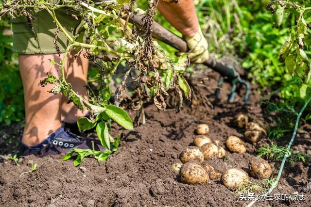 春天露地种植土豆，从这10个步骤入手，结出的土豆成堆太喜人