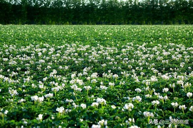 春天露地种植土豆，从这10个步骤入手，结出的土豆成堆太喜人