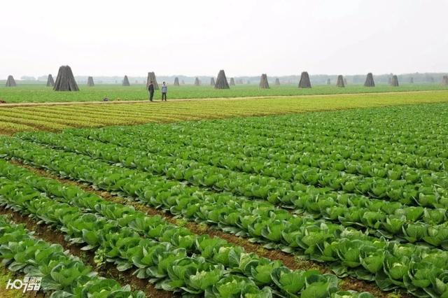 “菜篮子”瓜果飘香、“怀集风味”名扬四海……肇庆这里走出产业致富丰收路