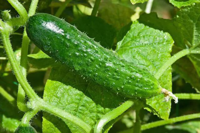 7月份可以育植第二茬黄瓜吗？看看农村菜农是怎样说的