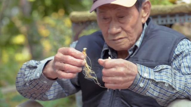 一根野生人参价值12万元，人参年份真假怎么辨别，人参产业链揭秘