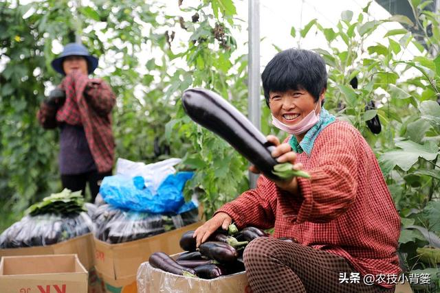 怎样才能种出高产优质的好茄子？7个方面的种植管理不能少