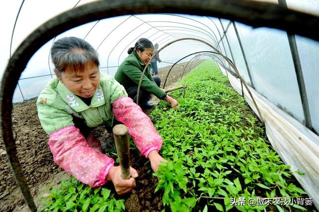 春季种植的各类瓜果蔬菜，农民在田间管理时应当注意这8点