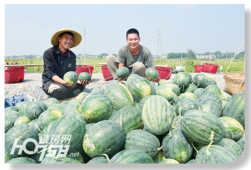 “菜篮子”瓜果飘香、“怀集风味”名扬四海……肇庆这里走出产业致富丰收路