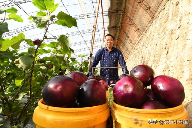 怎样才能种出高产优质的好茄子？7个方面的种植管理不能少