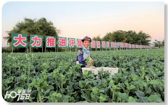 “菜篮子”瓜果飘香、“怀集风味”名扬四海……肇庆这里走出产业致富丰收路