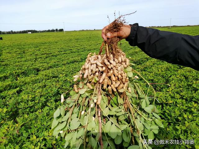 花生如何施肥才能够长势好、产量高？花生叶面肥怎么喷施能增产？