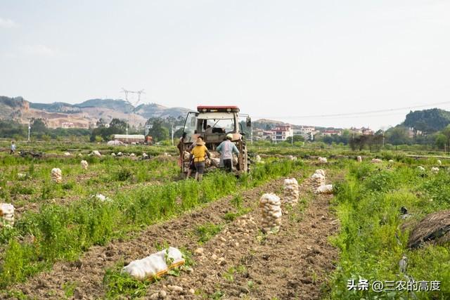 春天露地种植土豆，从这10个步骤入手，结出的土豆成堆太喜人