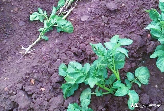 开春种土豆啦，老菜农教你怎么种植土豆，株距用肥要掌握好