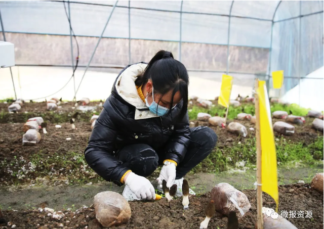 广西资源县车田黄宝村：羊肚菌撑起群众“致富伞”