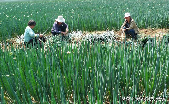 种植大葱学会这几招，缓苗快、葱白粗长、产量高