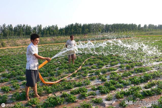 夏花生的生长期短、亩产量低，如何播种管理才能实现优质高产？