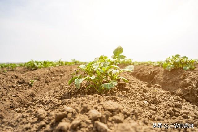 春天露地种植土豆，从这10个步骤入手，结出的土豆成堆太喜人