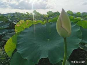 藕带怎样种植(田不肥，藕不靓，如何让藕田肥起来，种的莲藕高产品质好？)