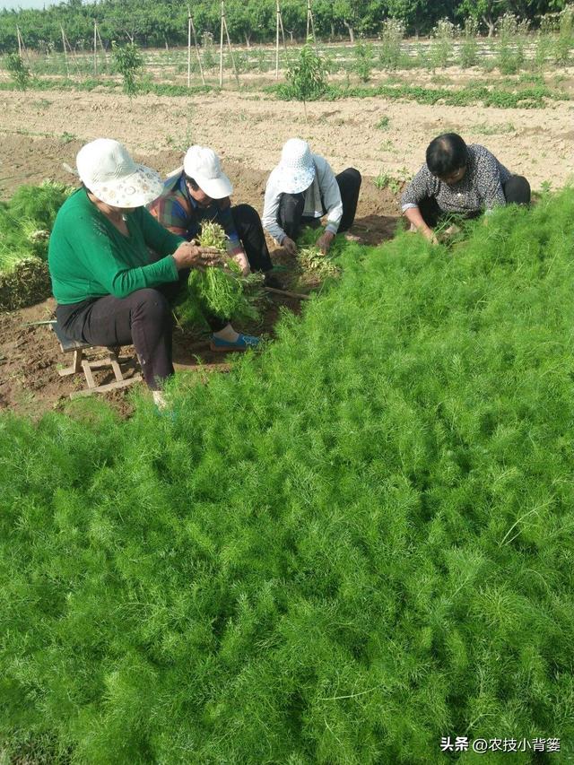 茴香有哪些种植管理技巧？怎样才能轻松种出高产鲜嫩的茴香？