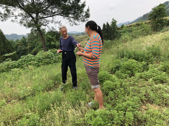 半夏 药材种植 农业创业好项目？ 锋哥告诉你实情