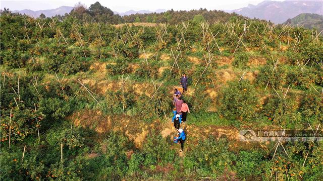 广西南丹：种植黄金果 带动乡村游