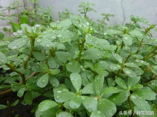 这五种野菜种植简单，营养高口感好，随便种一点，野菜多得吃不完