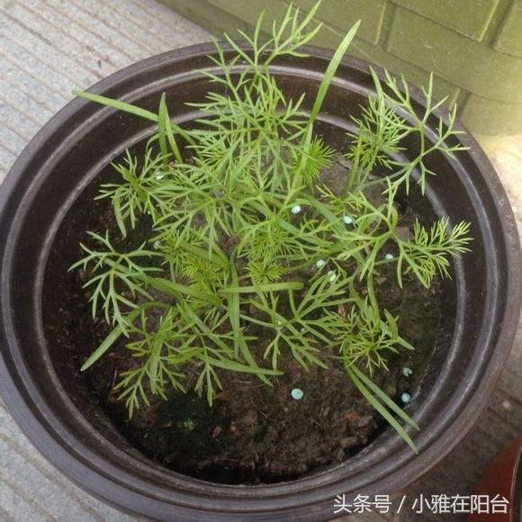 家里种茴香，用这个小方法，十天就可以收获了，简单又美味