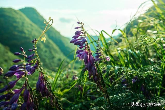 趣味对联：上联：野花不种年年有，诚邀才子对下联！