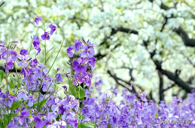 冬季能观叶，春季能观花，它叫二月兰，介绍种植方法和利用价值