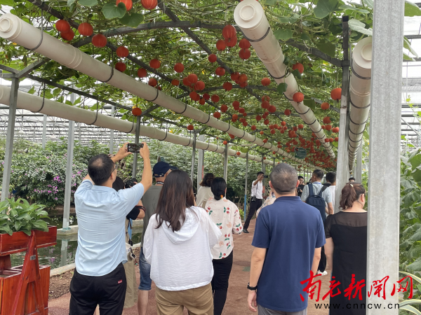 川渝九地高质量发展媒体调研行采访组一行走进位于重庆市潼南区蔬菜博览中心：五彩斑斓的奇异果蔬“王国”