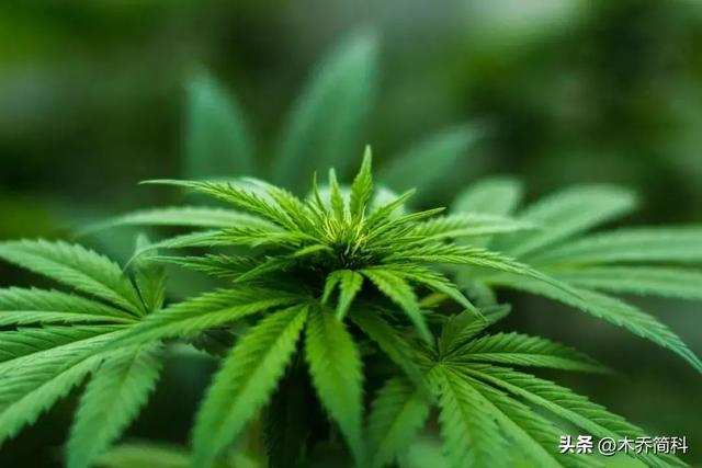 关于大麻种植来源和使用方法的考古探讨