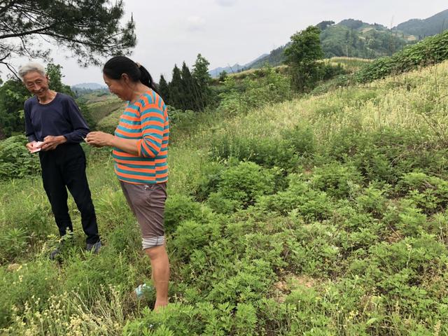 半夏 药材种植 农业创业好项目？ 锋哥告诉你实情